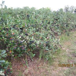 aronia_4