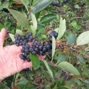 Aronia mitschurinii Amit  