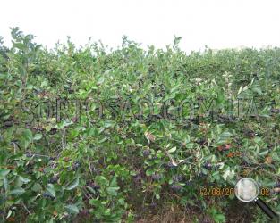 Aronia Eastland 