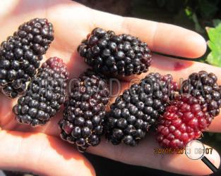  black_butte