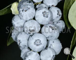 Блюголд
