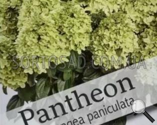 Гортензія Пантеон (Pantheon) | Частный питомник «Сортосад» в