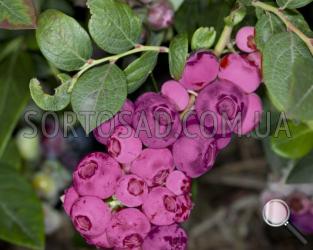 Pink Limonad