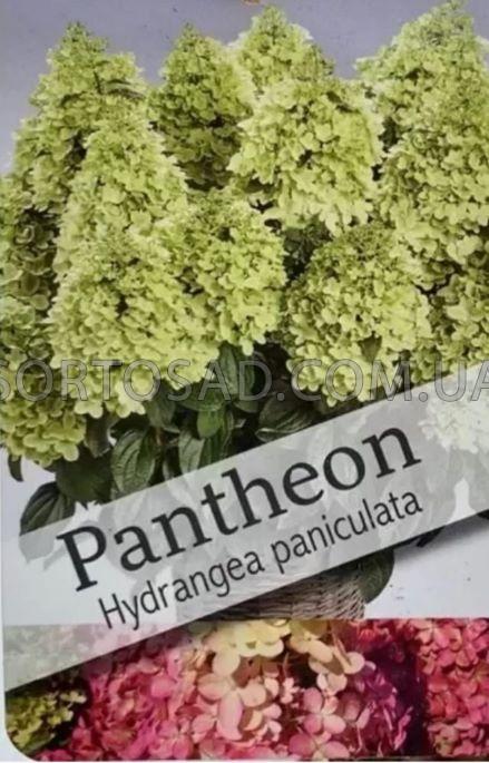 パンテオン604530 Гортензія Пантеон (Pantheon) | Частный питомник «Сортосад» в